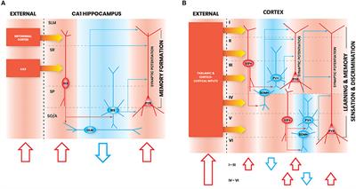 Common Principles in Functional Organization of VIP/Calretinin Cell-Driven Disinhibitory Circuits Across Cortical Areas